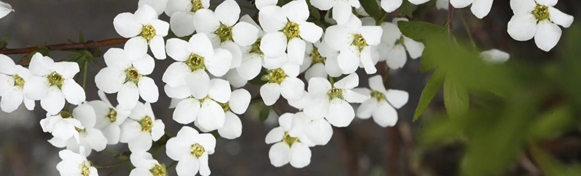 芽吹き・花盛り